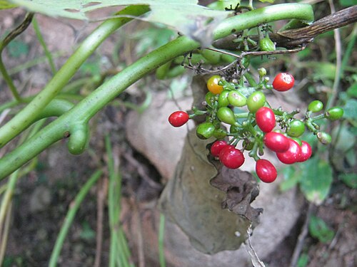 Abuta (Cissampelos pareira): red berries