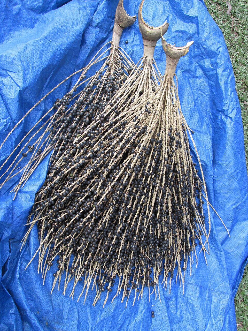 Açaí (Euterpe oleracea): meyve salkımları