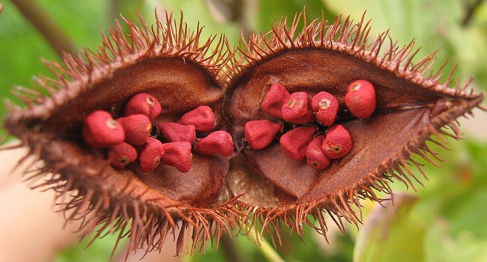 Achiote (Bixa orellana): opened fruit capsule with red seeds