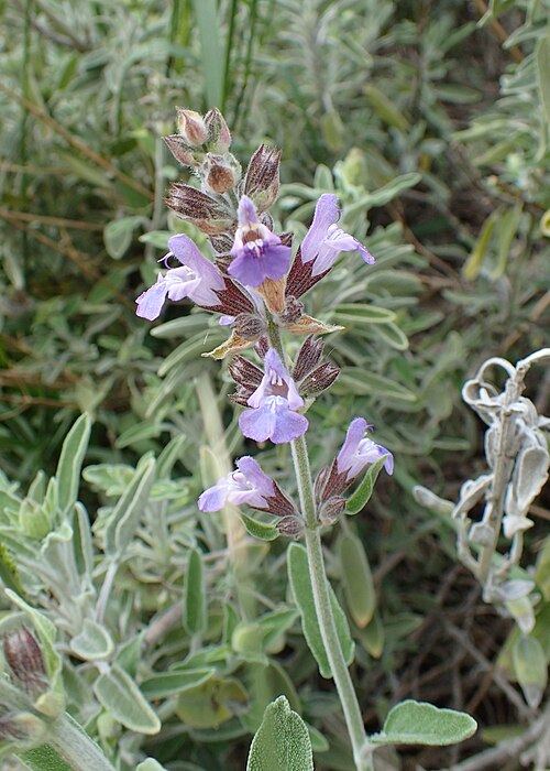 Greek sage (Salvia fruticosa): purple-flowered stems