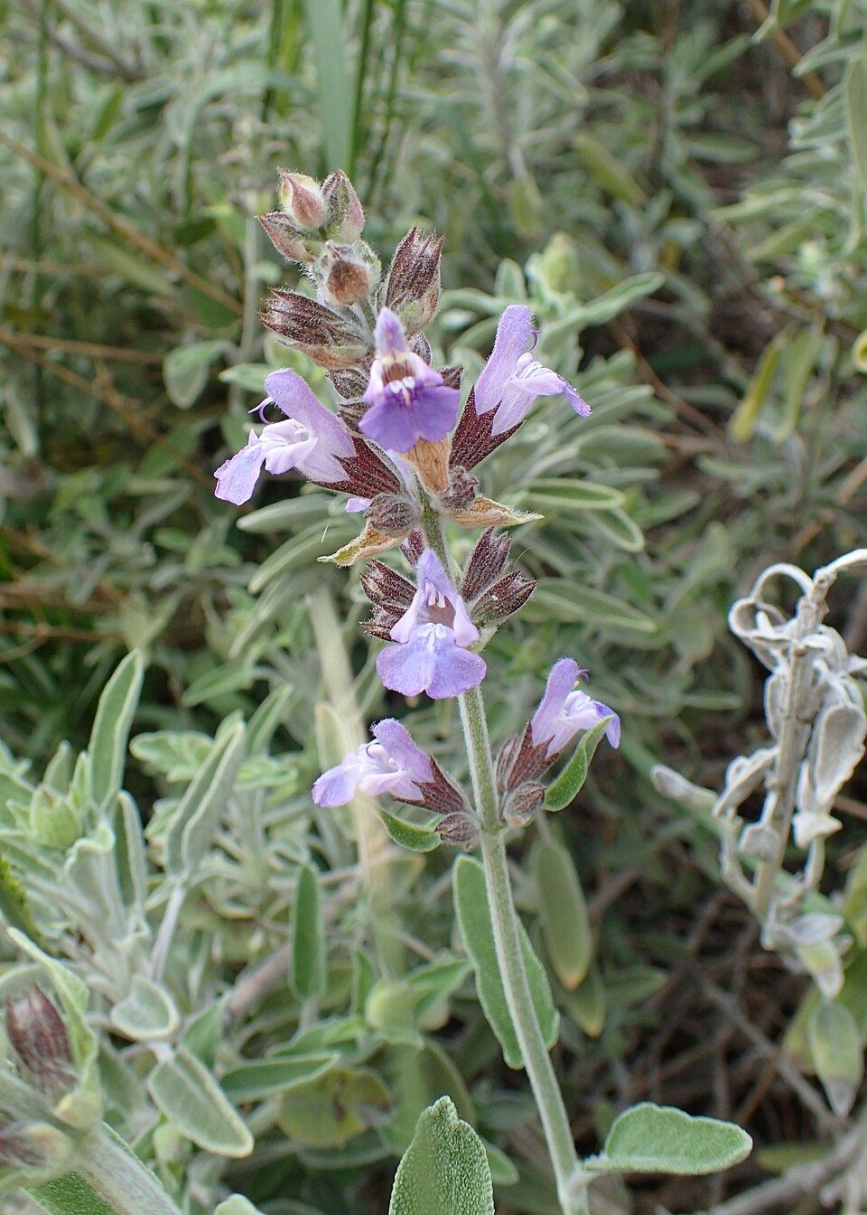 Greek sage (Salvia fruticosa): purple-flowered stems