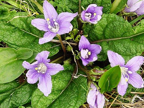 Mandrake (Mandragora officinarum): purple flowers and leaf rosette