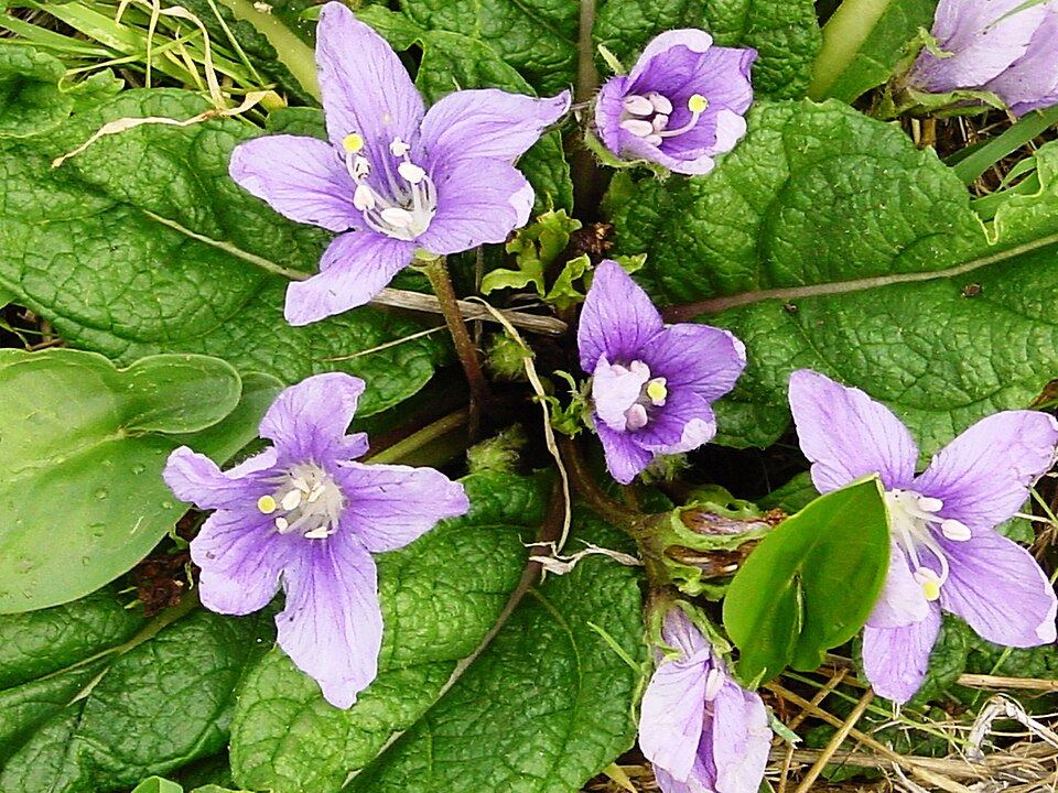 Mandrake (Mandragora officinarum): purple flowers and leaf rosette