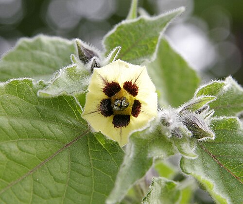 Goldenberry (Physalis peruviana): yellow flower
