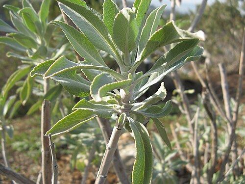 White sage (Salvia apiana): silvery leaves