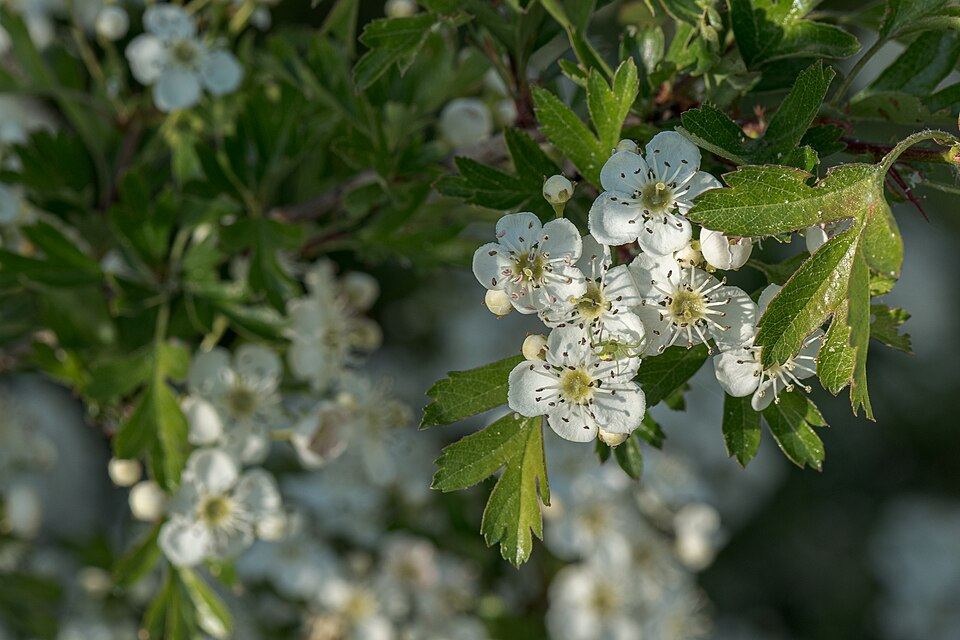 Hawthorn (Crataegus monogyna): clusters of white flowers