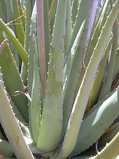 Aloe vera (Aloe vera): thick fleshy leaves with toothed edges