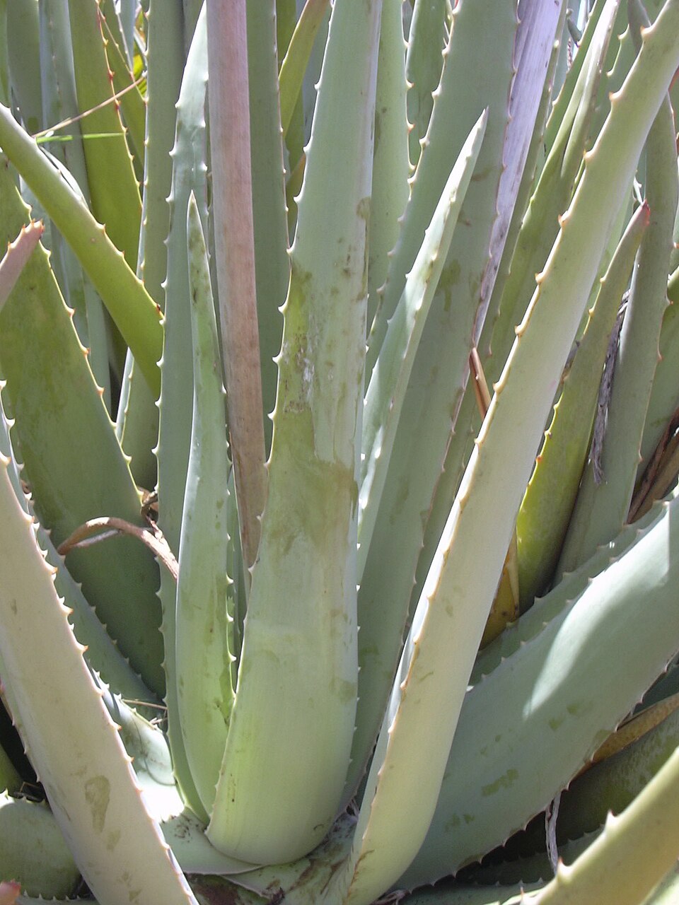 Aloe vera (Aloe vera): kalın, kenarı dişli etli yapraklar
