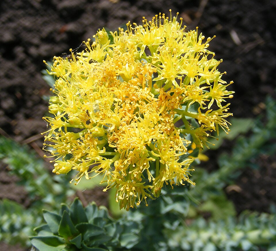 Altın kök (Rhodiola rosea): sarı çiçek kümesi