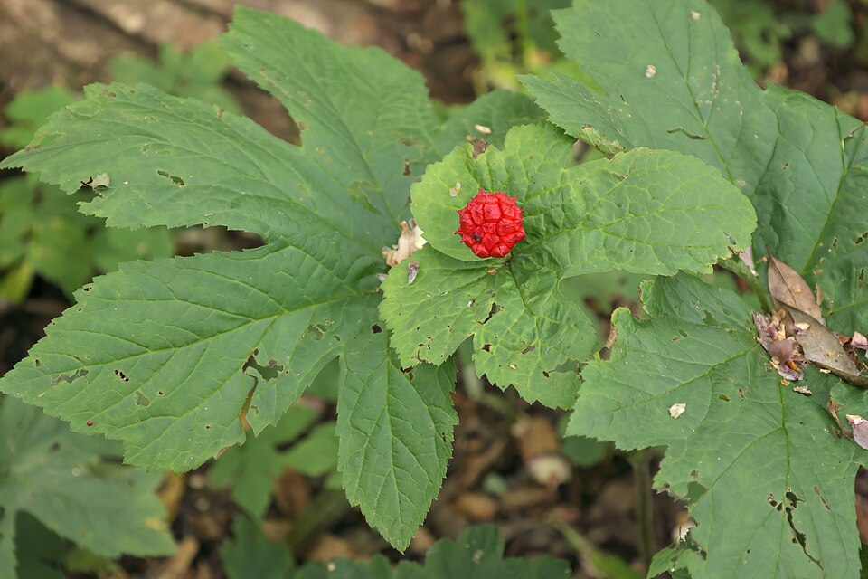 Goldenseal (Hydrastis canadensis): lobed leaves and red fruit