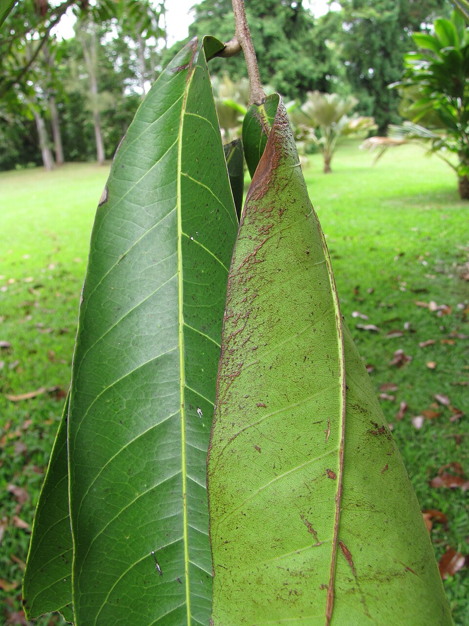 Andiroba (Carapa guianensis): large leaves