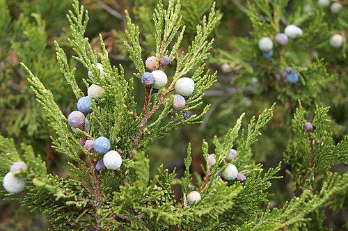 Juniper (Juniperus excelsa): twig with bluish berries