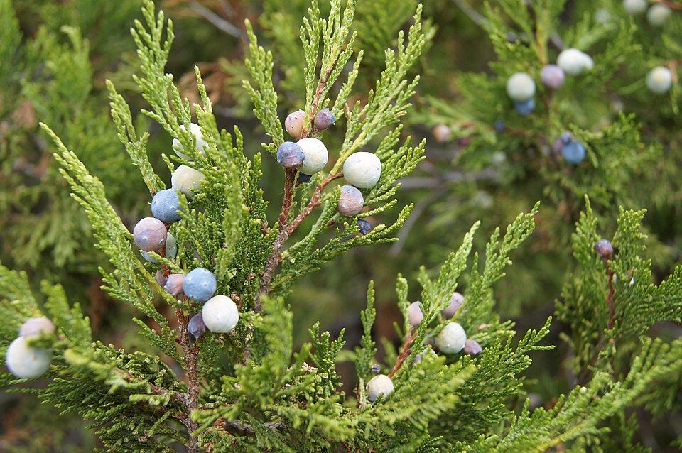 Juniper (Juniperus excelsa): twig with bluish berries