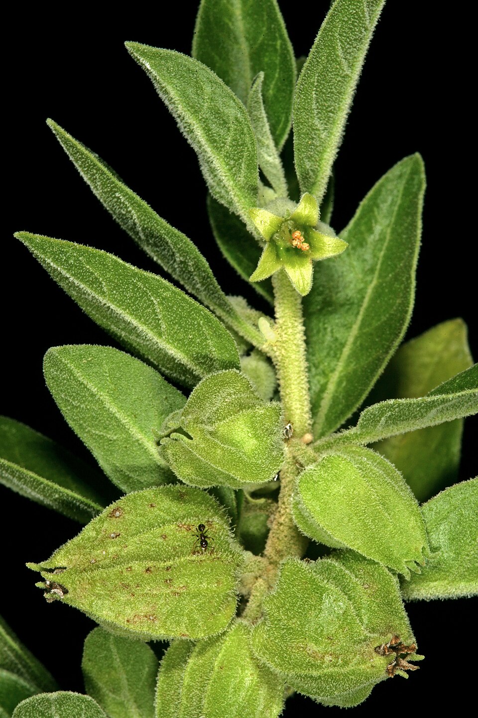 Ashwagandha (Withania somnifera): leaves and fruits inside husks