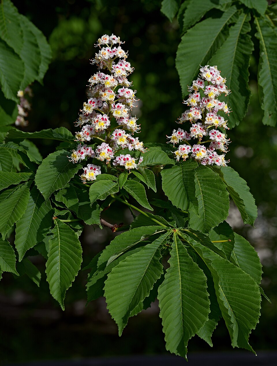 Horse chestnut (Aesculus hippocastanum): plant