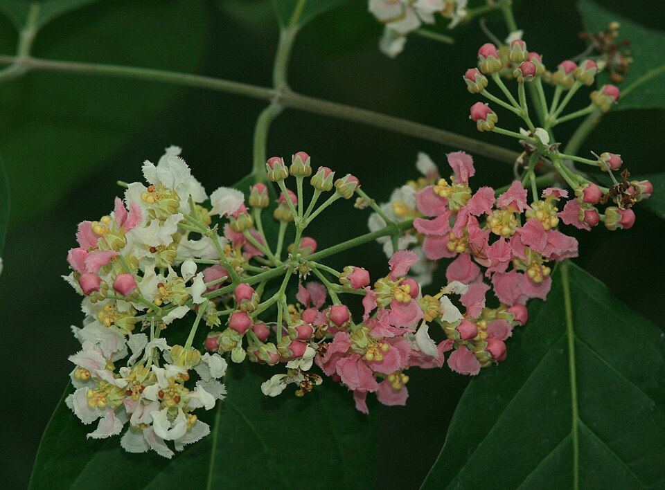 Ayahuasca vine (Banisteriopsis caapi): cluster of pink and white flowers