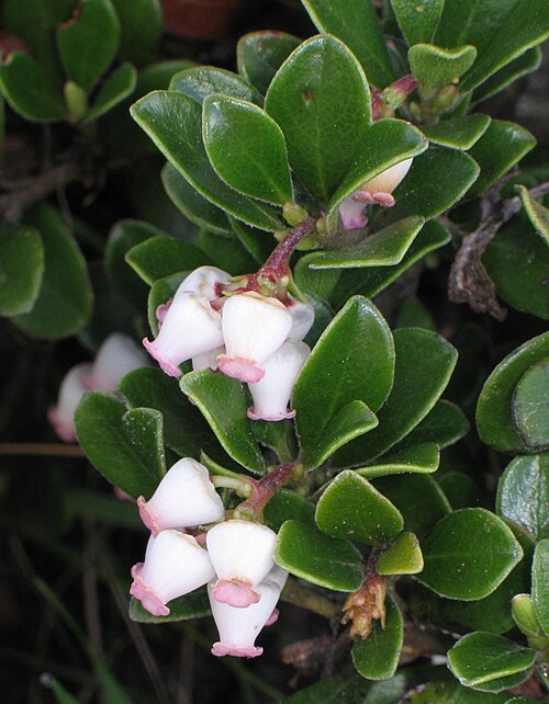 Bearberry (Arctostaphylos uva-ursi): bell-shaped white-pink flowers and glossy leaves