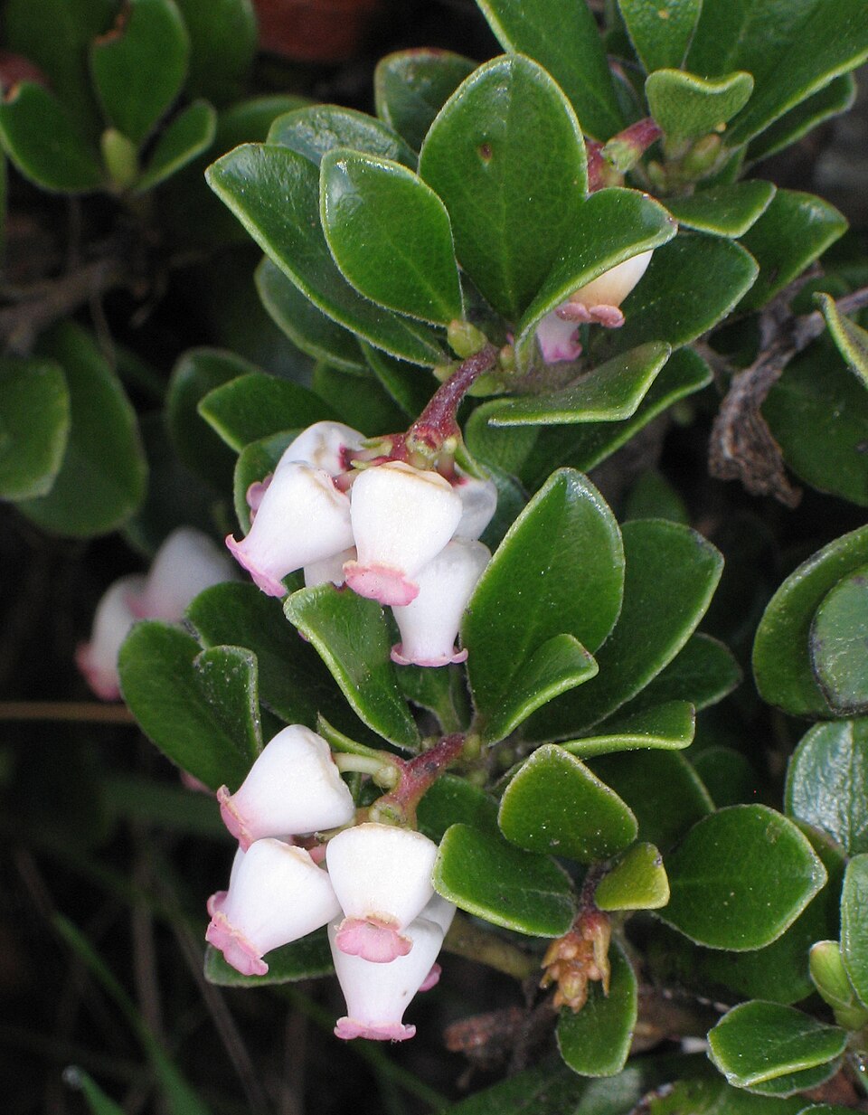 Ayı üzümü (Arctostaphylos uva-ursi): çan biçimli beyaz-pembe çiçekler ve parlak yapraklar
