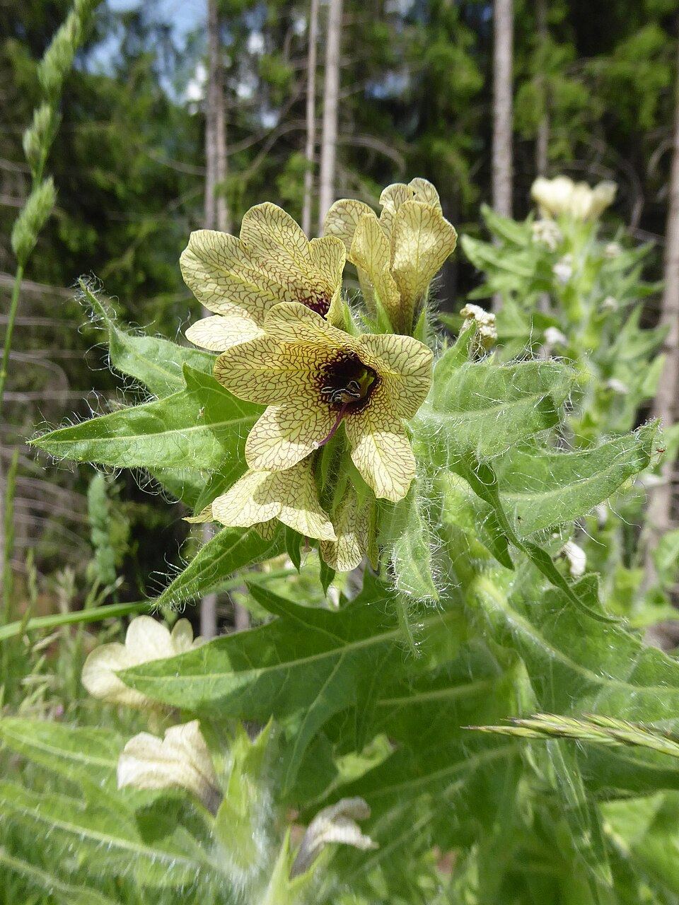 Henbane (Hyoscyamus niger): veined yellowish flower