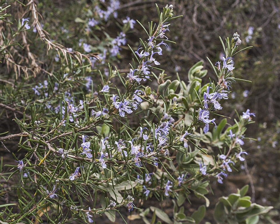 Rosemary (Salvia rosmarinus): stems with pale purple flowers