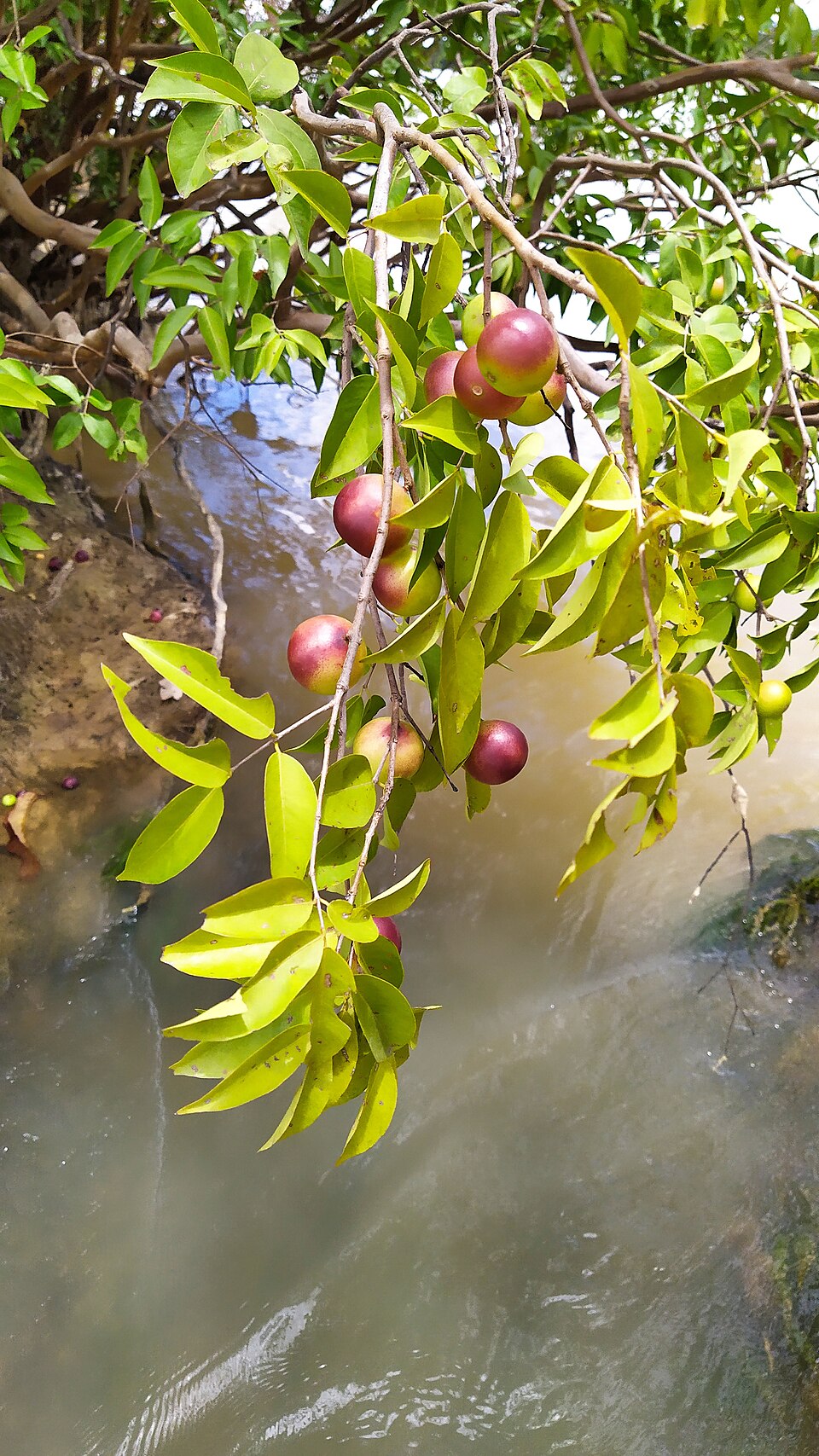 Camu camu (Myrciaria dubia): red fruits on the branch