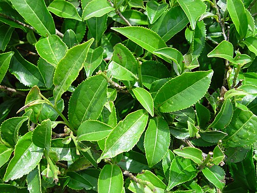 Tea (Camellia sinensis): glossy green leaves
