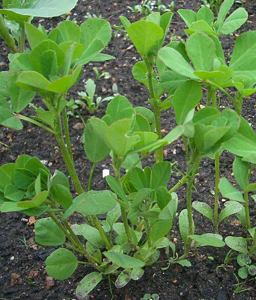 Fenugreek (Trigonella foenum-graecum): young plants