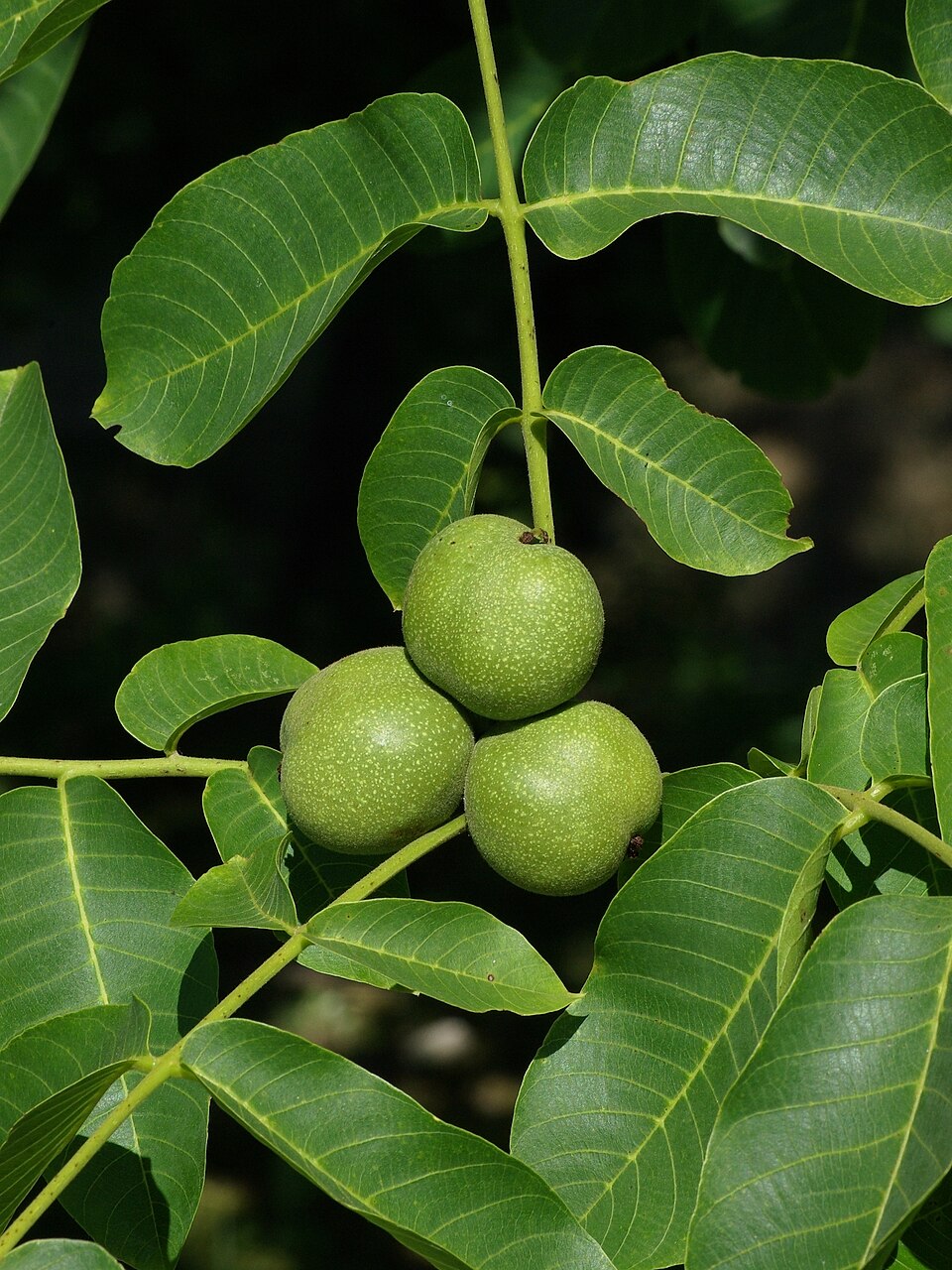 Ceviz (Juglans regia): bitki