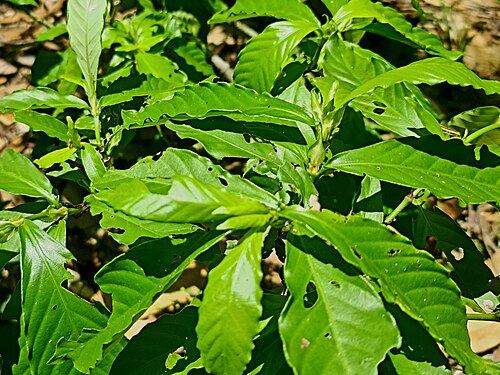 Chacruna (Psychotria viridis): glossy green leaves
