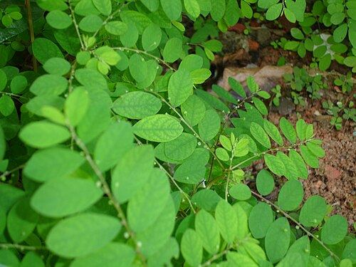 Chanca piedra (Phyllanthus niruri): stems with small leaves