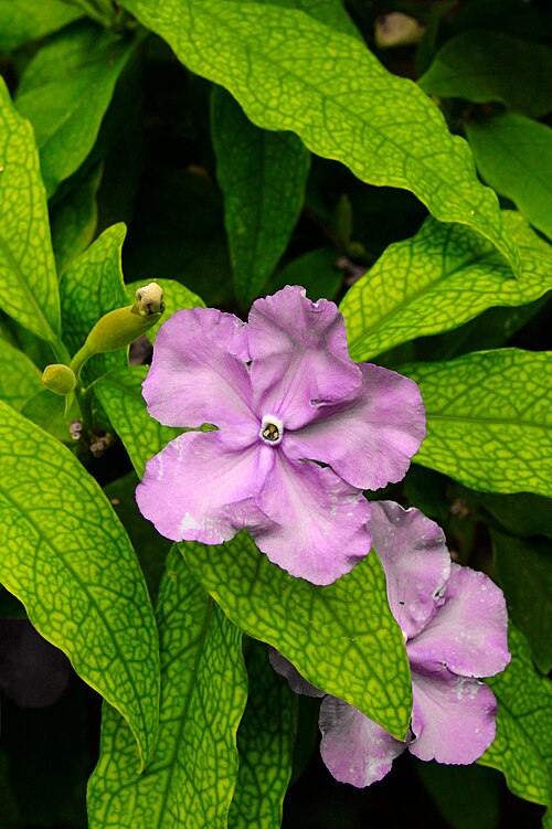 Chiric sanango (Brunfelsia grandiflora): purple flower