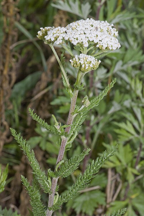 Yarrow (Achillea millefolium): white flower umbel
