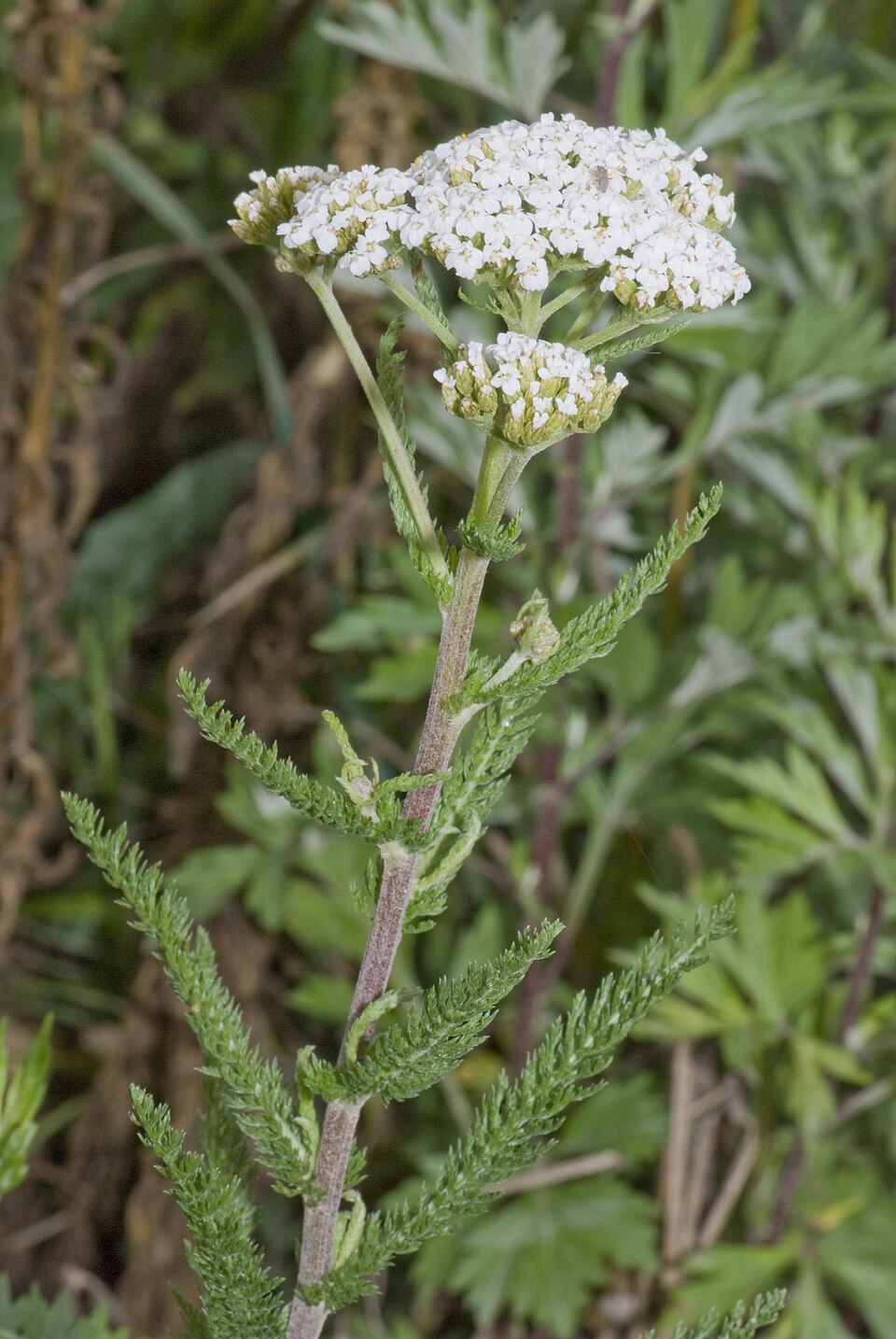 Civanperçemi (Achillea millefolium): beyaz çiçek şemsiyesi
