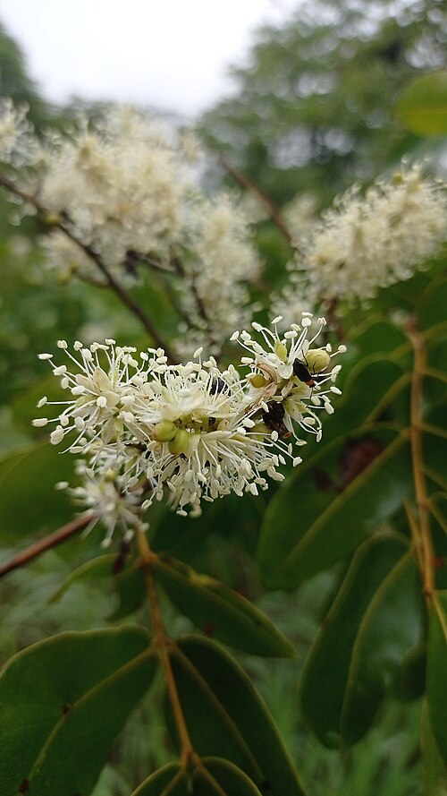 Copaiba (Copaifera officinalis): white flowers
