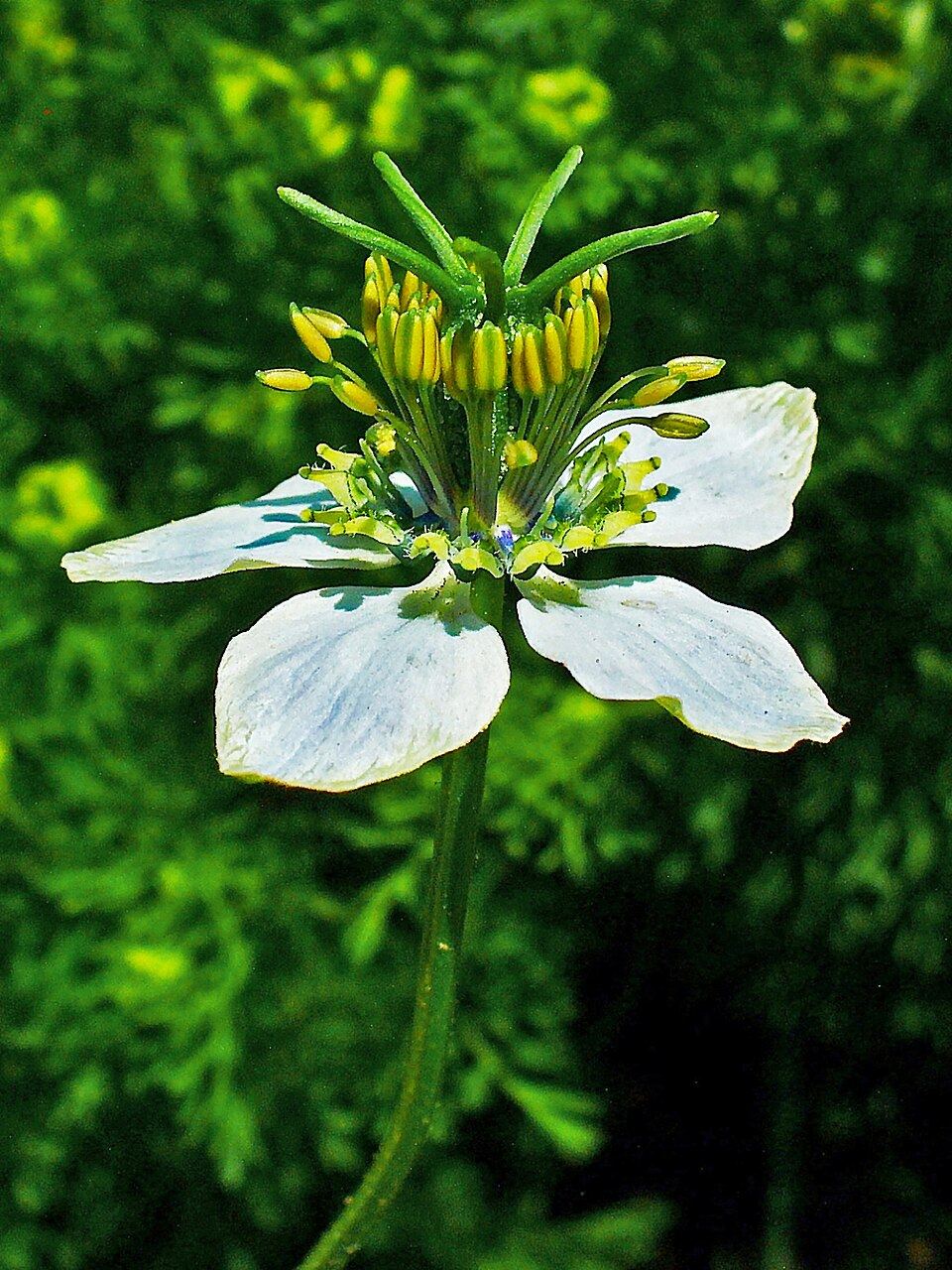 Black seed (Nigella sativa): white flower