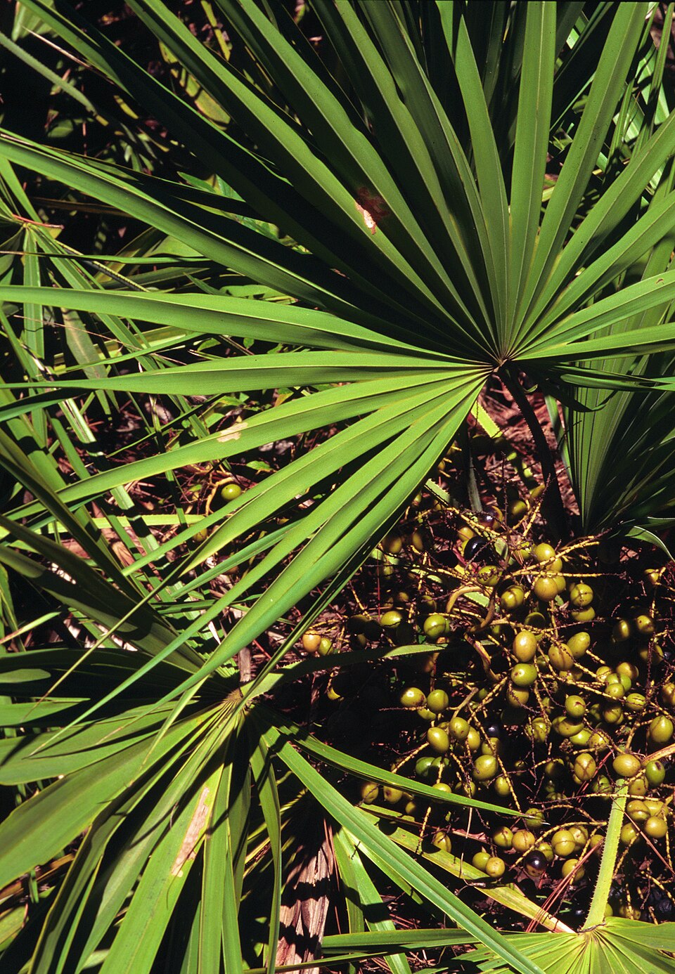 Saw palmetto (Serenoa repens): fan leaves and fruit