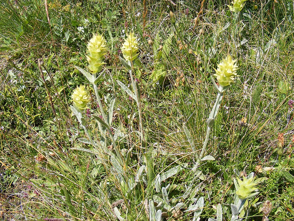 Dağ çayı (Sideritis türleri): bitki