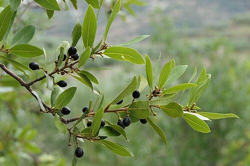 Bay laurel (Laurus nobilis): leaves and ripe black berries