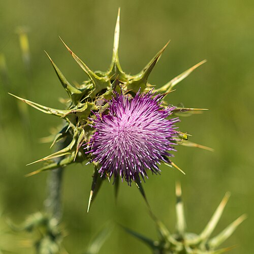 Milk thistle (Silybum marianum): purple flower head among spiny bracts