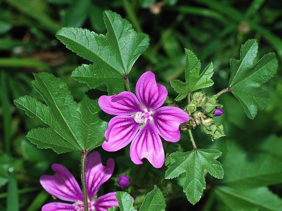 Common mallow (Malva sylvestris): pink flowers with purple stripes