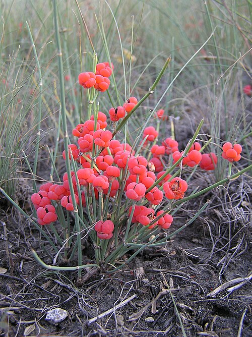 Ephedra (Ephedra sinica): red berries and thin stems