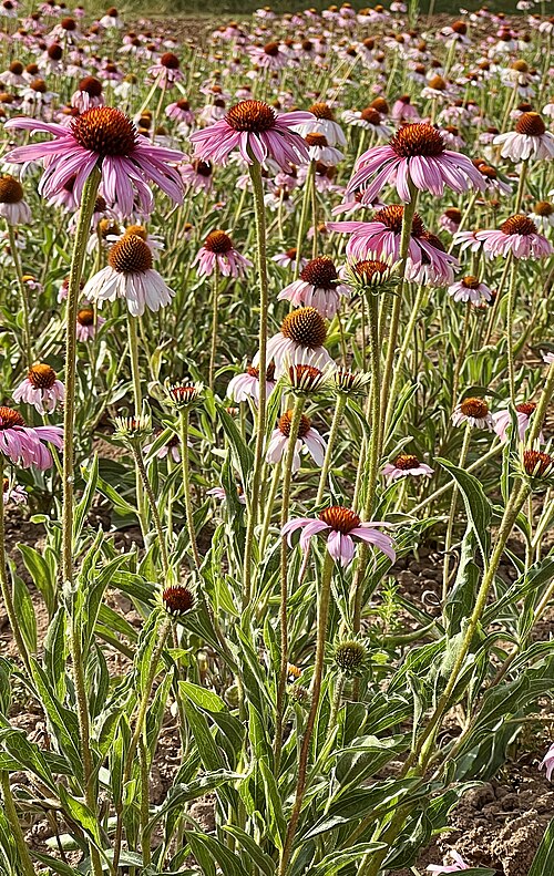 Echinacea (Echinacea purpurea): purple flowers with spiny cone