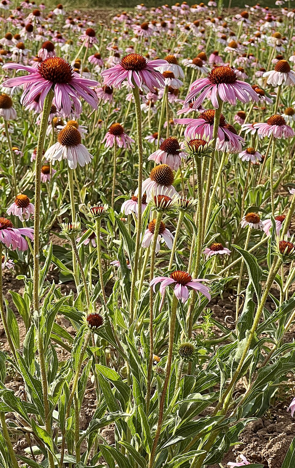 Echinacea (Echinacea purpurea): purple flowers with spiny cone