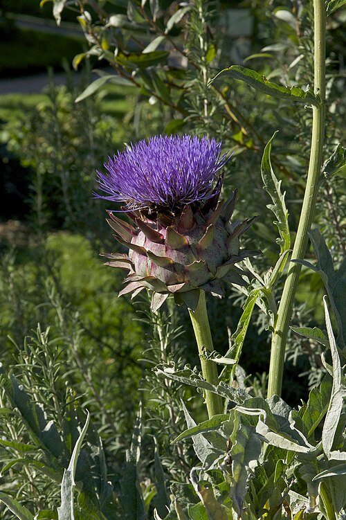Artichoke (Cynara cardunculus var. scolymus): artichoke head in purple bloom