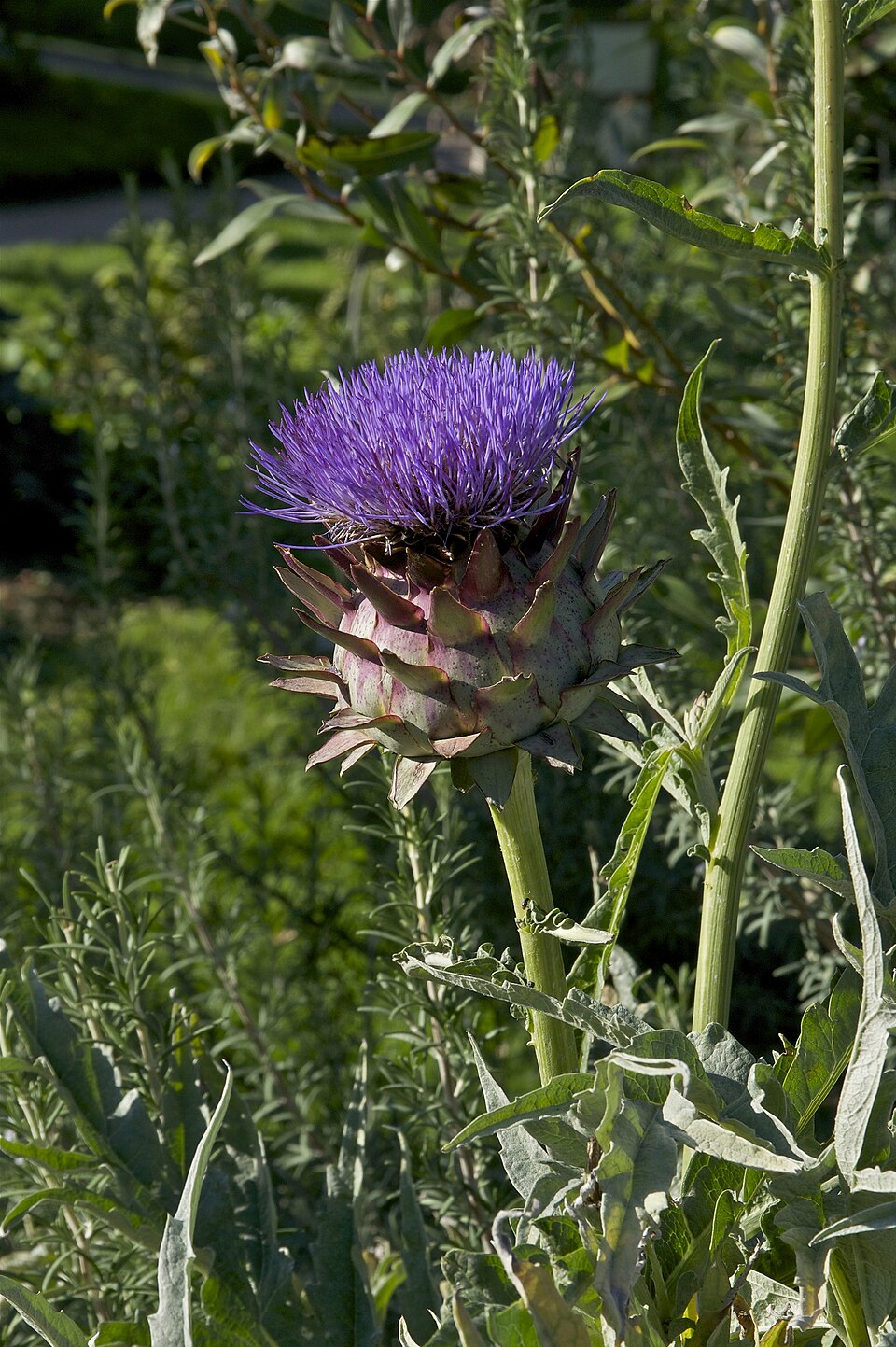 Artichoke (Cynara cardunculus var. scolymus): artichoke head in purple bloom
