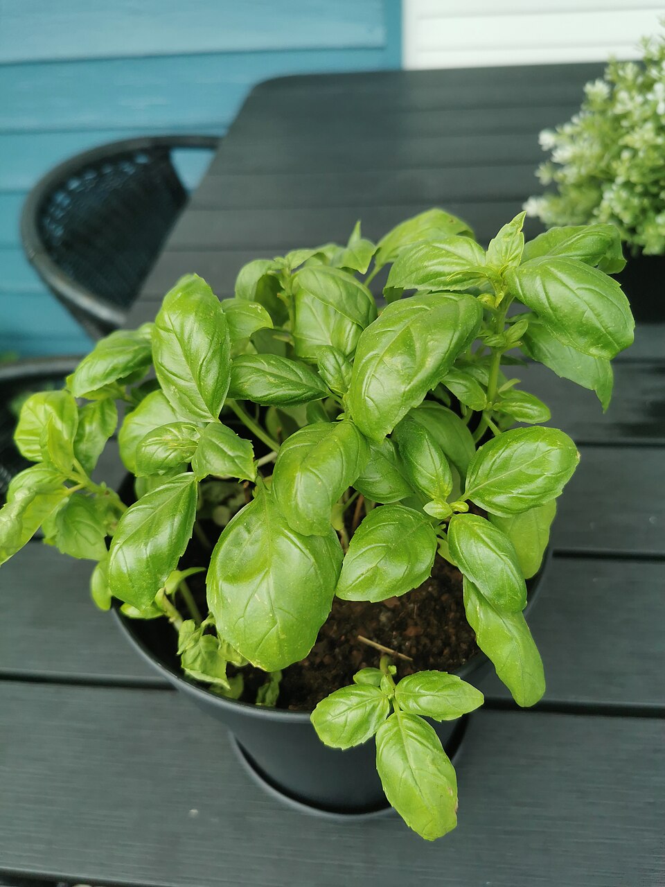 Fesleğen (Ocimum basilicum): bitki