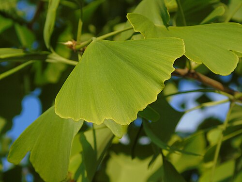 Ginkgo (Ginkgo biloba): fan-shaped green leaves