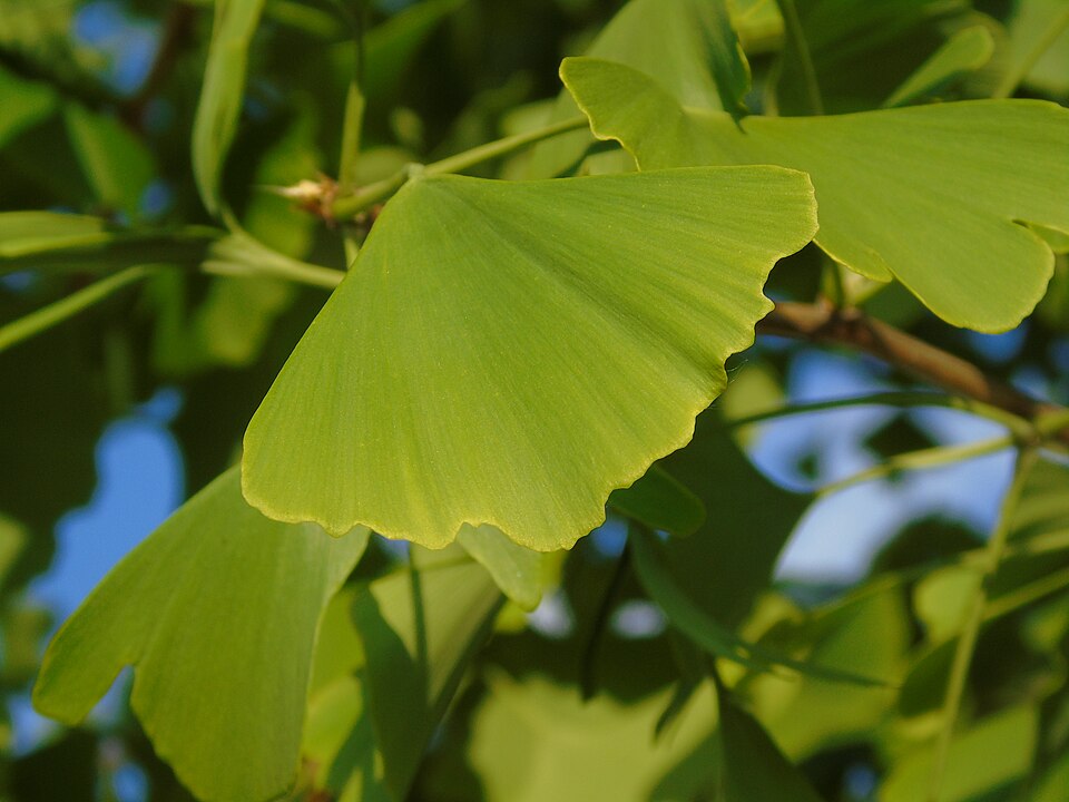 Ginkgo (Ginkgo biloba): fan-shaped green leaves