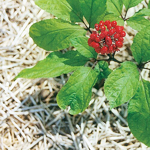 Ginseng (Panax ginseng): cluster of red berries
