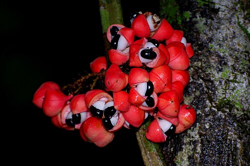 Guaraná (Paullinia cupana): opened, eye-like fruits